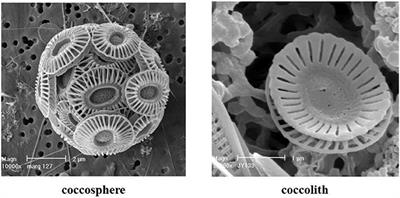 Optical Modeling of Spectral Backscattering and Remote Sensing Reflectance From Emiliania huxleyi Blooms